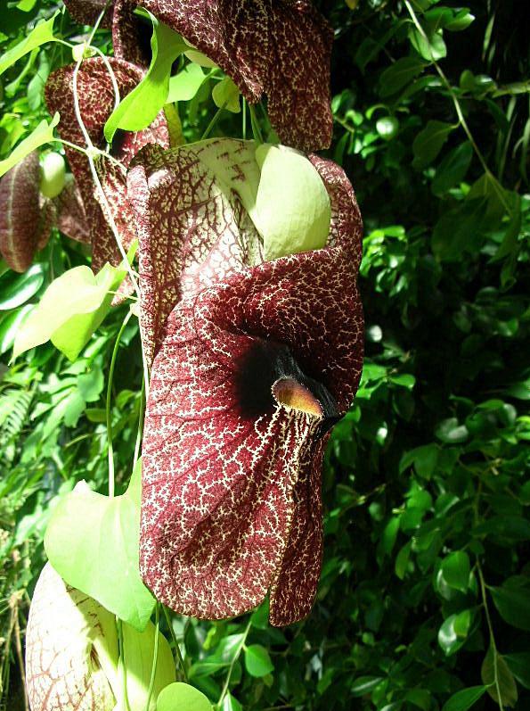 Aristolochia gigantea / Aristolochia gigante